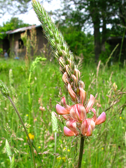 vičenec vikolistý Onobrychis viciifolia Scop.