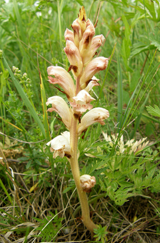 záraza obyčajná Orobanche caryophyllacea Sm.