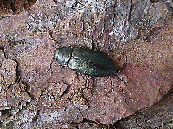 krasec borový  Phaenops cyanea
