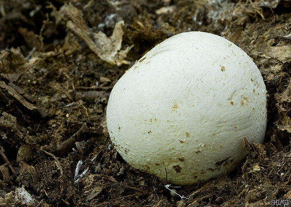 hadovka smradľavá Phallus impudicus L.