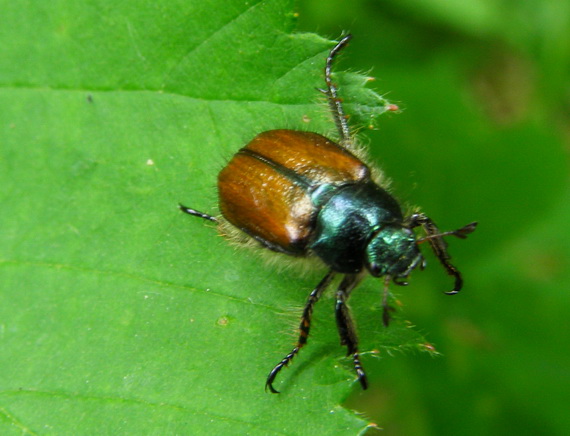 chrustovec záhradný Phyllpertha horticola