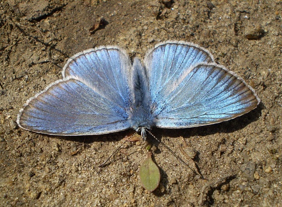 modráčik ušľachtilý ♂ Polyommatus amandus Schneider, 1792