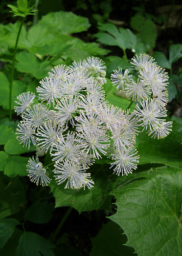 žltuška orlíčkolistá Thalictrum aquilegiifolium L.
