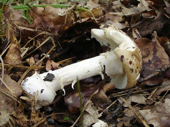 muchotrávka tigrovaná Amanita pantherina (DC.) Krombh.