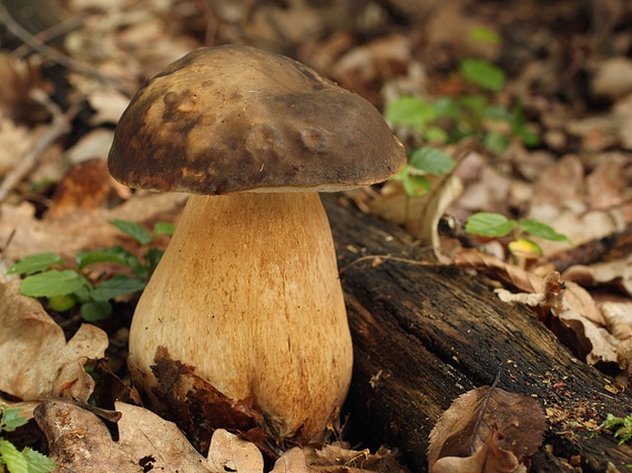 hríb bronzový Boletus aereus Bull. ex Fr.