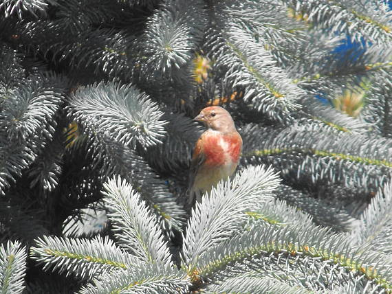 stehlík konopiar Carduelis cannabina