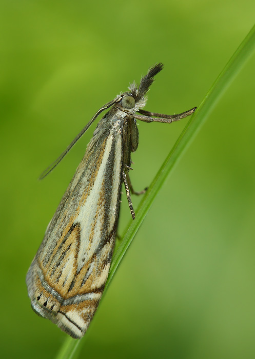 trávovec lúčny Crambus lathoniellus