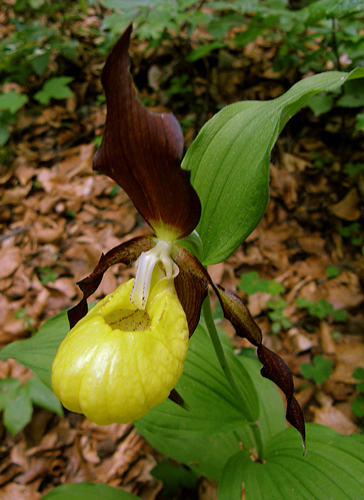 črievičník papučkový Cypripedium calceolus L.