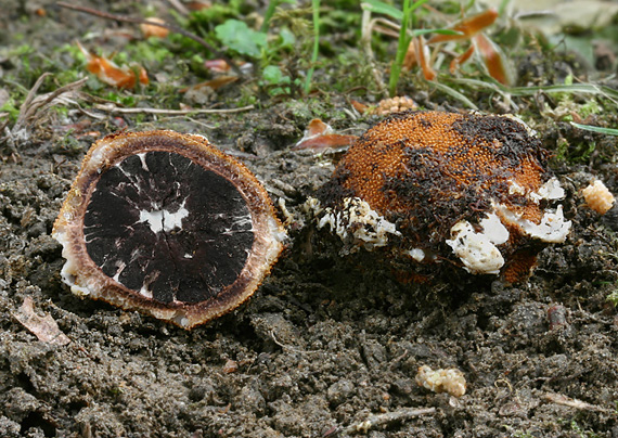 srnka ježatá Elaphomyces muricatus Fr.