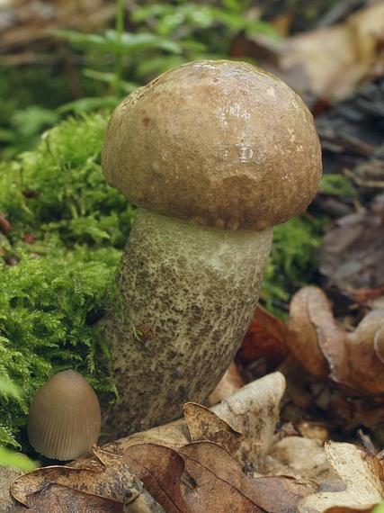 kozák topoľový Leccinum duriusculum (Schulzer ex Kalchbr.) Singer