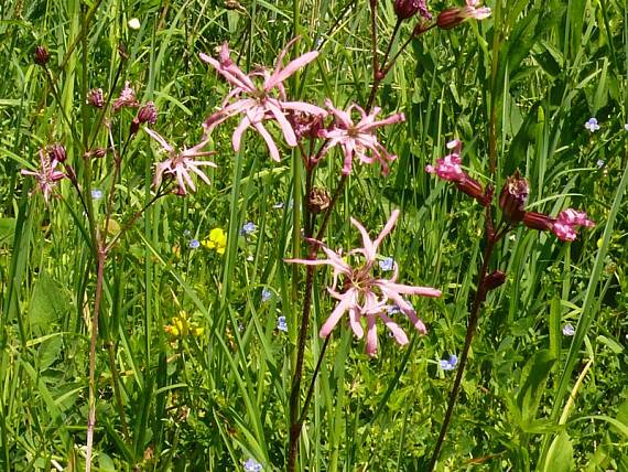 kohoutek luční - kukučka lúčna Lychnis flos-cuculi  L.