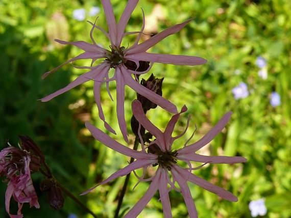 kohoutek luční - kukučka lúčna Lychnis flos-cuculi  L.