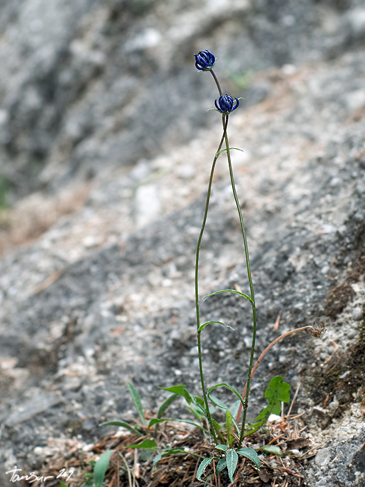 zerva hlavičkatá Phyteuma orbiculare L.