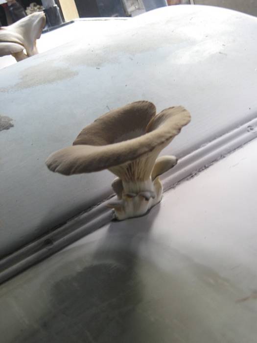 hliva ustricovitá Pleurotus ostreatus (Jacq.) P. Kumm.