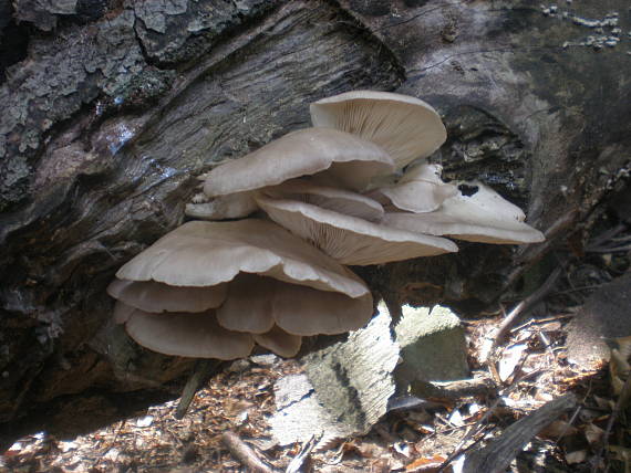 hliva buková Pleurotus pulmonarius (Fr.) Quél.