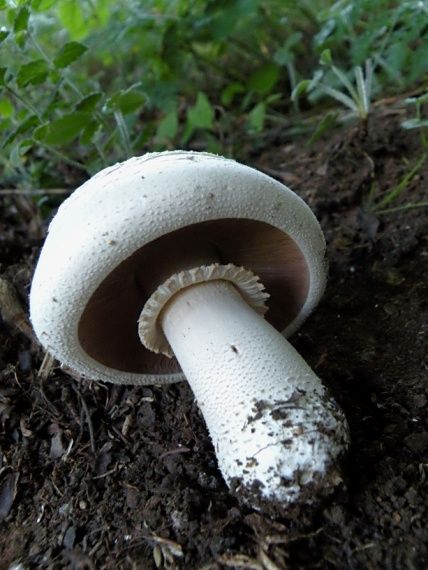 pečiarka Agaricus sp.