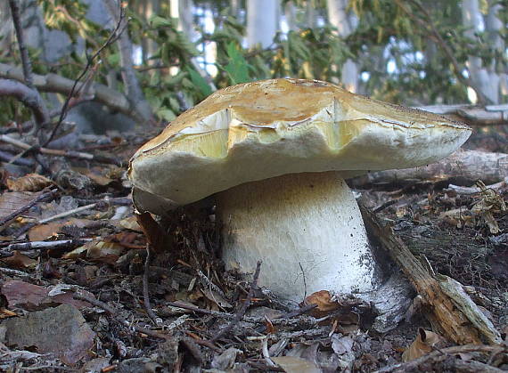 hríb smrekový Boletus edulis Bull.