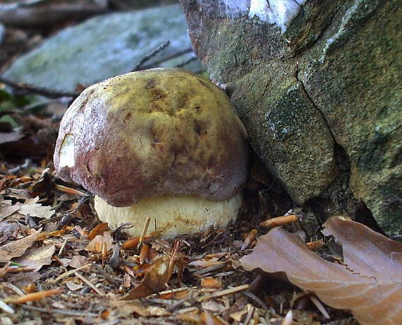 hríb sosnový Boletus pinophilus Pil. et Dermek in Pil.