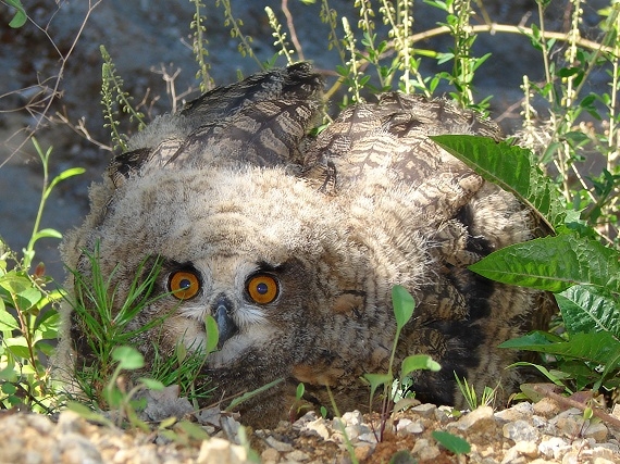 výr Bubo bubo