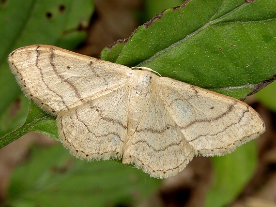 Piadica kručinková Idaea aversata