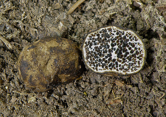 černúšik pochybný Melanogaster ambiguus  (Vittad.) Tul. & C. Tul.