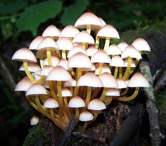 prilbička žltohlúbiková Mycena renati Quél.