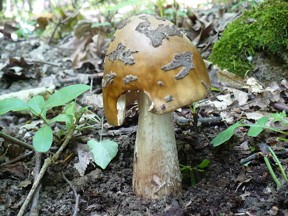 muchotrávka chrastavá Amanita ceciliae (Berk. & Broome) Bas