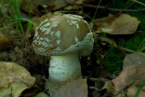 muchomůrka šedivka var. tlustá Amanita excelsa (Fr.) Bertill.