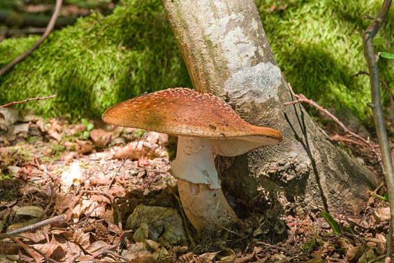 muchomůrka růžovka Amanita rubescens Pers.