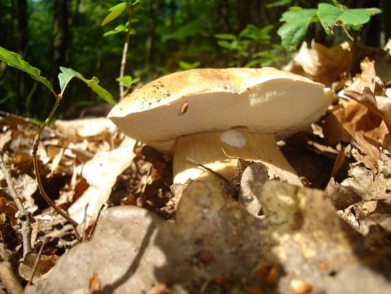 hríb dubový Boletus reticulatus Schaeff.