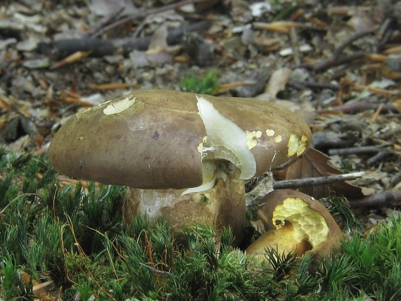 suchohríb plstnatý Boletus subtomentosus L.