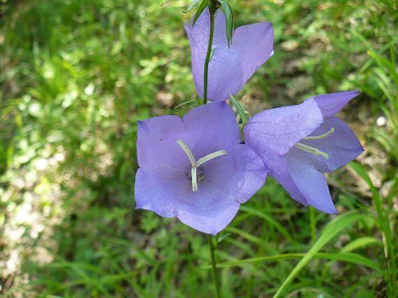 zvonček broskyňolistý Campanula persicifolia L.