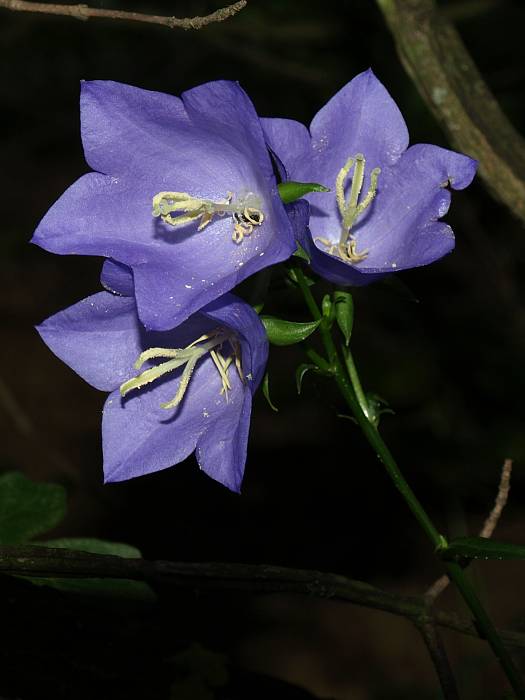 zvonček broskyňolistý Campanula persicifolia L.