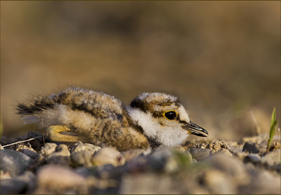 kulík riečny Charadrius dubius