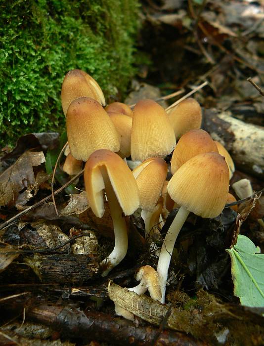 hnojník rozosiaty? Coprinellus disseminatus? (Pers.) J.E. Lange