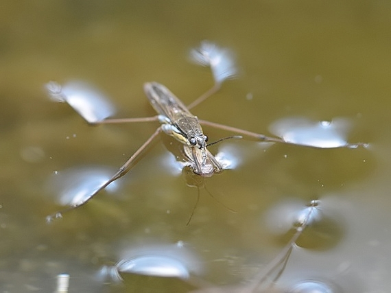 korčuliarka Gerris sp.