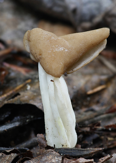 chriapač tmavý Helvella solitaria P. Karst.