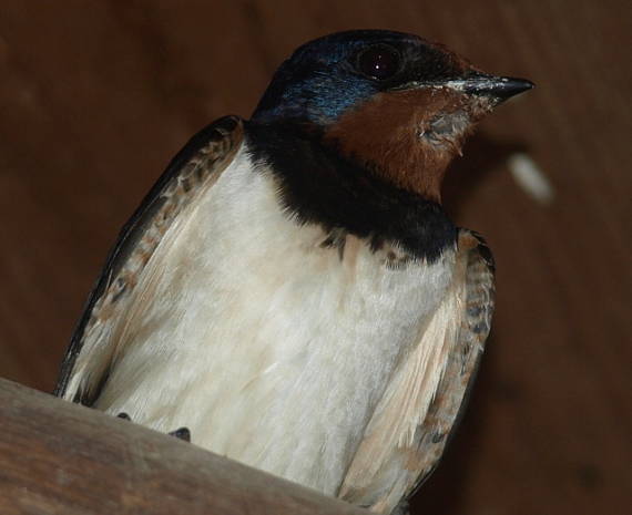 lastovička obyčajná Hirundo rustica