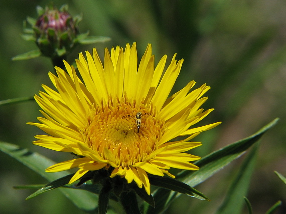 oman mečolistý Inula ensifolia L.