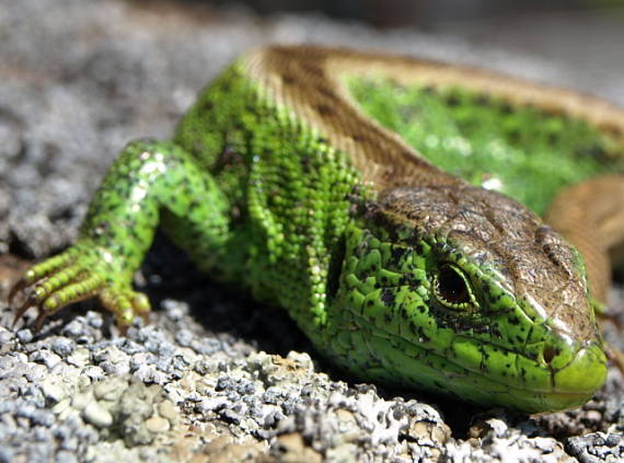 jašterica krátkohlavá Lacerta agilis