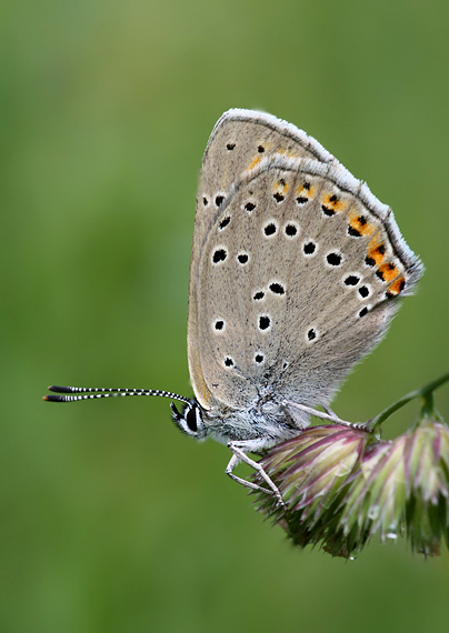 ohniváčik štiavový Lycaena hippothoe