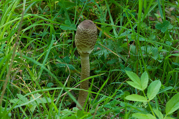 bedla vysoká Macrolepiota procera (Scop.) Singer