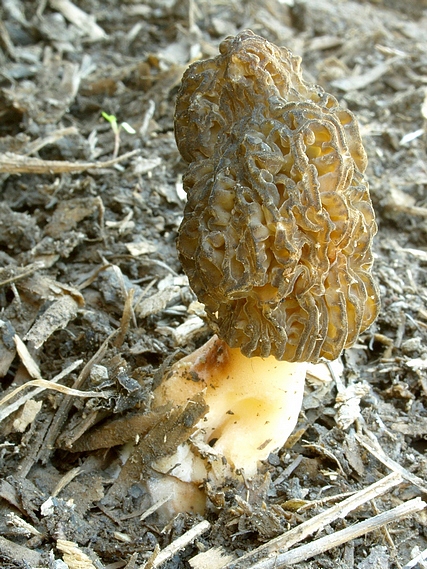 smrčok kužeľovitý Morchella conica Pers.