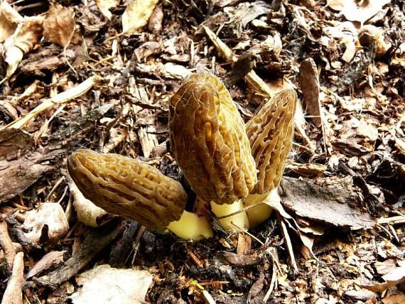 smrčok jedlý Morchella esculenta (L.) Pers.