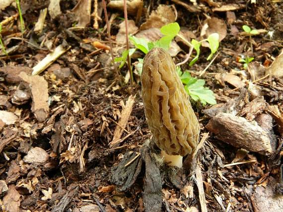 smrčok jedlý Morchella esculenta (L.) Pers.