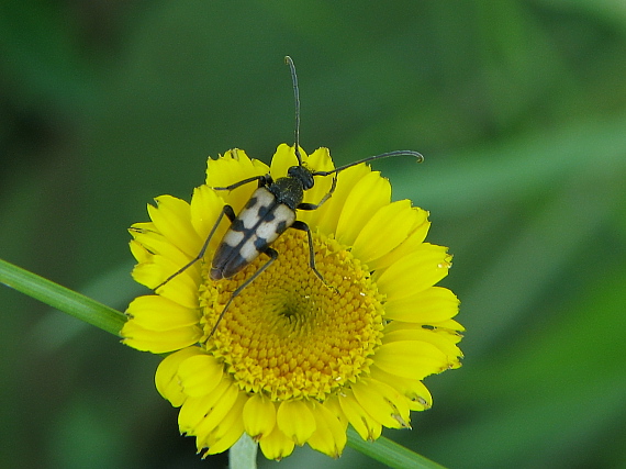 fúzač  Pachytodes erraticus (Cerambycidae)
