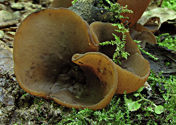 čiaška podvojná Phylloscypha phyllogena (Cooke) Van Vooren