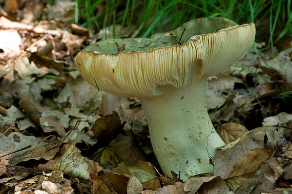 holubinka trávozelená Russula aeruginea Lindbl. ex Fr.