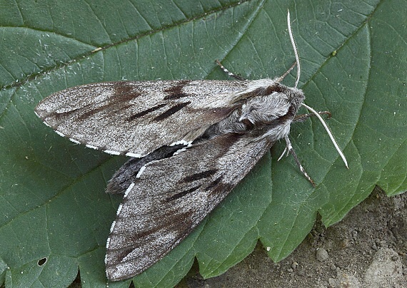 lišaj borovicový Sphinx pinastri