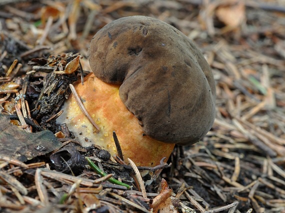 hríb zrnitohlúbikový Sutorius luridiformis (Rostk.) G. Wu & Zhu L. Yang